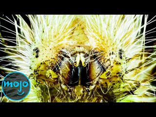 Top 10 Most Venomous Animals On Earth