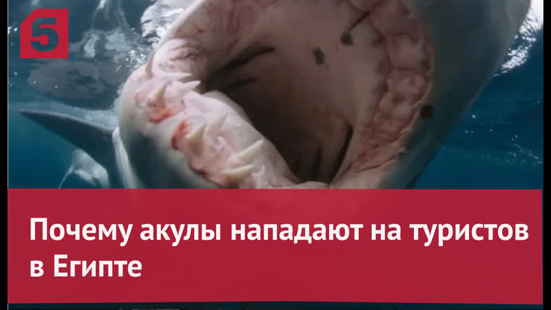 Почему акулы нападают на туристов в