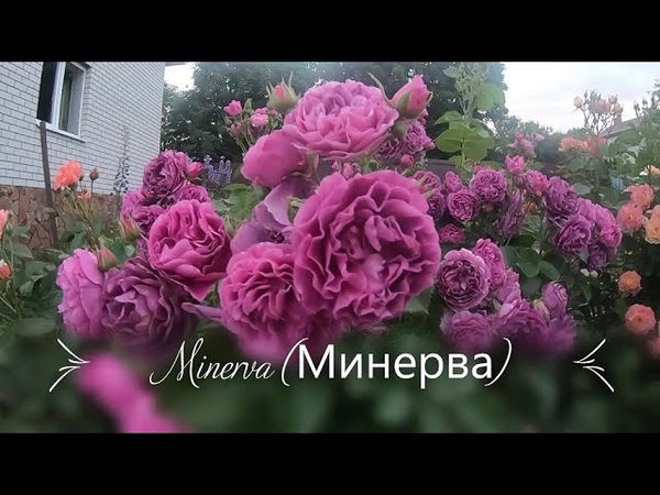 Розы группы флорибунда. Minerva