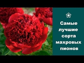 ❀ Самые лучшие сорта махровых пионов