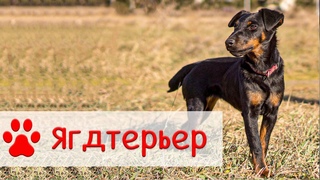 Ягдтерьер | Все о породе