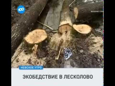 Экобедствие около Курголовского