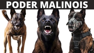 LO MEJOR DE LOS PERROS PASTOR BELGA MALINOIS: AGILIDAD Y PODER EXTREMO!