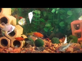 Ngm C Mn ui La p tuyt vi (VietSub)-Platy Fish