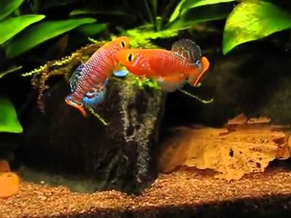 Нотобранхиус Рахова (Nothobranchius rachovii)