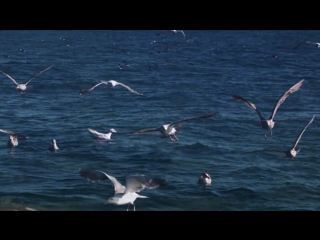 Удивительная музыка. Омар Акрам. Passage into Midnight