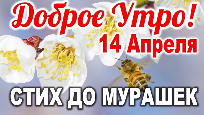 ДО СЛЁЗ КАК ТРОГАТЕЛЬНО ДОБРОЕ УТРО С Добрым Утром