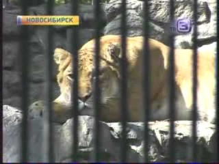 У лигра родилось потомство 20120920