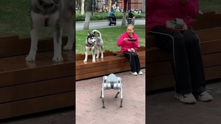 Wise wise double eye #robotdog